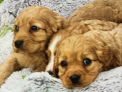 Cavapoo puppies in Limerick