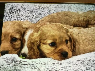 Cavapoo puppies in Limerick