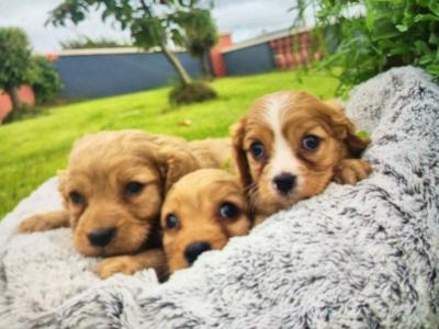 Cavapoo puppies in Limerick