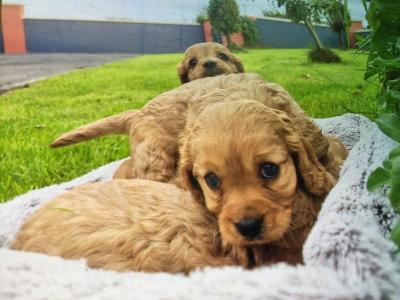 Cavapoo puppies in Limerick