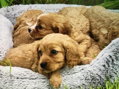 Cavapoo puppies in Limerick