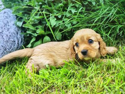 Cavapoo puppies in Limerick