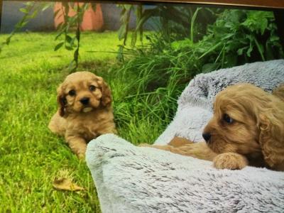 Cavapoo puppies in Limerick