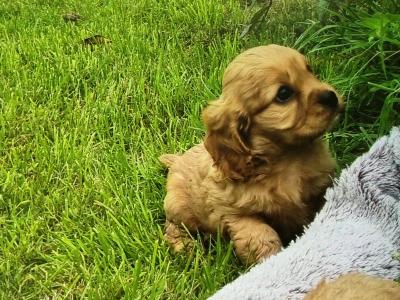 Cavapoo puppies in Limerick
