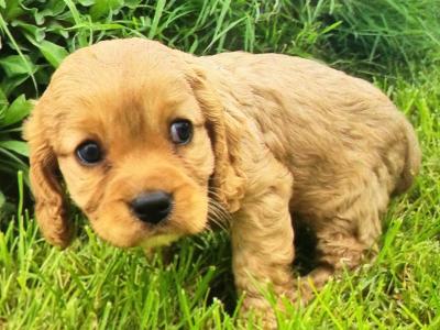 Cavapoo puppies in Limerick