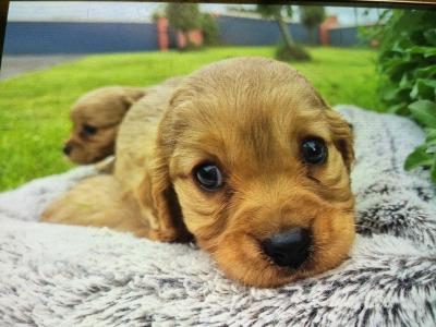Cavapoo puppies in Limerick