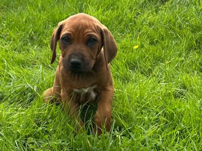 Rhodesian Ridgebacks in Wicklow