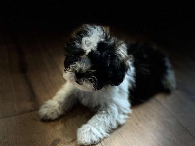 Miniature Malchi Puppy..(House Trained)
