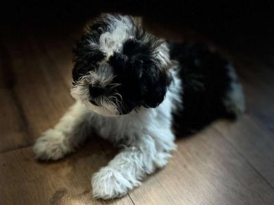 Miniature male Malchi puppy in Carlow. (House Trained)
