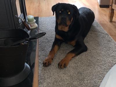 Beautiful male Rotweiler for stud ⭐️