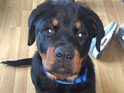 Beautiful male Rotweiler for stud ⭐️
