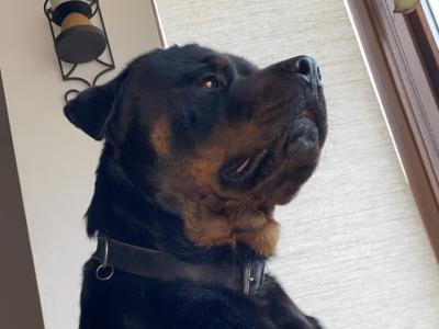 Beautiful male Rotweiler for stud ⭐️