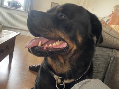 Beautiful male Rotweiler for stud ⭐️