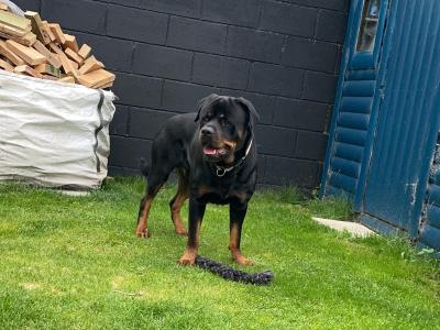 Beautiful male Rotweiler for stud ⭐️