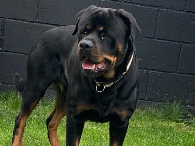 Beautiful male pure breed Rotweiler for stud ⭐️