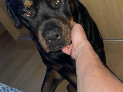 Beautiful male Rotweiler for stud ⭐️