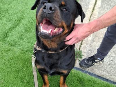 Beautiful male Rotweiler for stud ⭐️