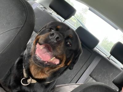 Beautiful male Rotweiler for stud ⭐️