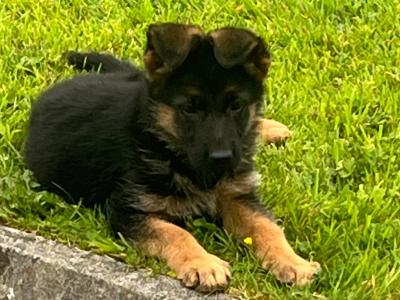 Breaghmore German Shepherd puppies for sale in Offaly