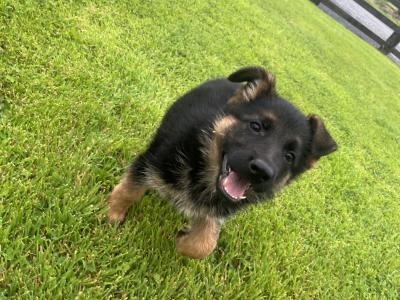 Breaghmore German Shepherd puppies for sale in Offaly