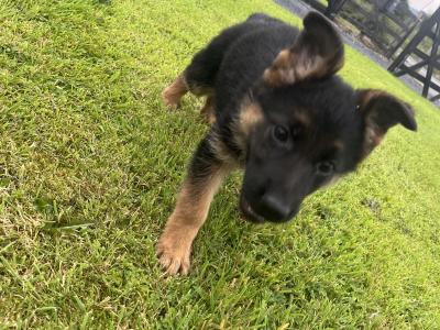 Breaghmore German Shepherd pups for sale