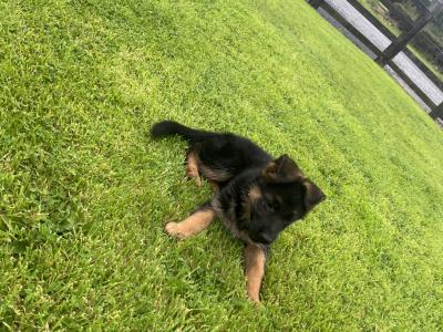 Breaghmore German Shepherd puppies for sale in Offaly