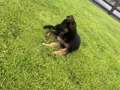 Breaghmore German Shepherd puppies for sale in Offaly