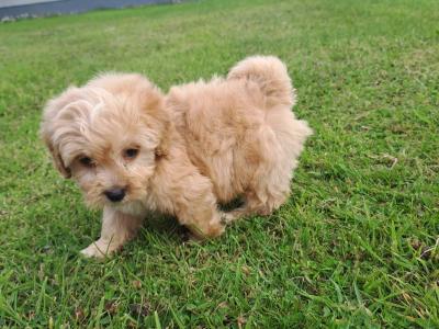 Cavachon puppies for sale in Carlow
