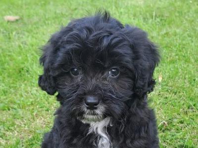 Cavachon puppies for sale in Carlow