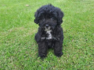Cavachon puppy for sale