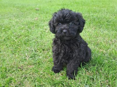 Cavachon puppies for sale in Carlow