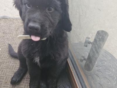 IKC Registered Newfoundland puppies for sale in Carlow