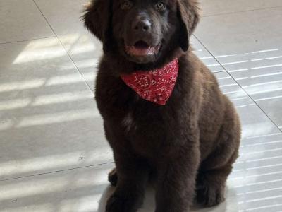 IKC Registered Newfoundland puppies in Monaghan