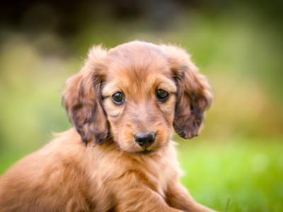 *All Sold* KC Miniature Long-Haired Dachshund Puppies