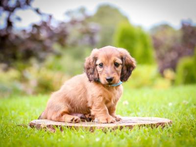 *All Sold* KC Miniature Long-Haired Dachshund Puppies