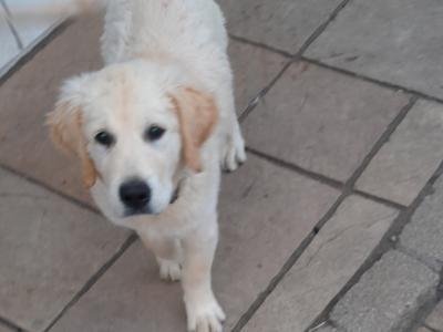 0ne Golden Retriever