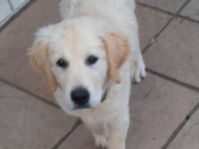 Two Golden Retriever puppies in Kilkenny