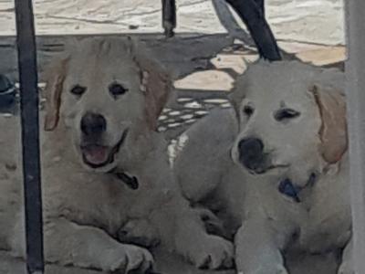 Two Golden Retriever puppies in Kilkenny