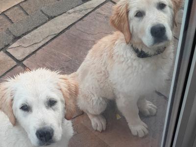 Two Golden Retriever puppies in Kilkenny