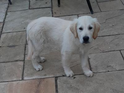 Two Golden Retriever puppies in Kilkenny