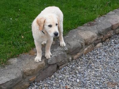 Two Golden Retriever puppies in Kilkenny