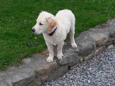 Two Golden Retriever puppies in Kilkenny