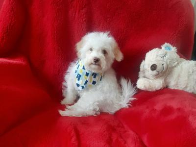 Cute Cavachon puppy  🐶 087 3770316 in Meath