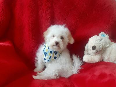 Cute Cavachon puppy  🐶 087 3770316 in Meath