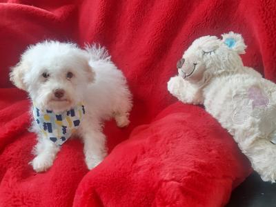 Cute Fully Vaccinated Cavachon/Bichon puppy  🐶 087 3770316 in Meath