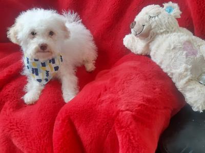 Cute Cavachon puppy  🐶 087 3770316 in Meath