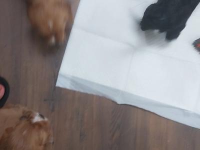 Female Cavalier King Charles x Golden Cocker Spaniel puppy in Clare