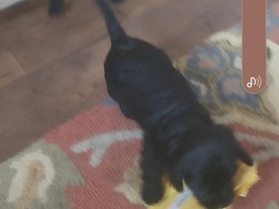 Female Cavalier King Charles x Golden Cocker Spaniel puppy in Clare
