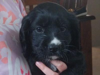 Female Cavalier King Charles x Golden Cocker Spaniel puppy in Clare