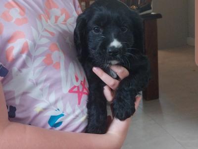 Female Cavalier King Charles x Golden Cocker Spaniel puppy in Clare